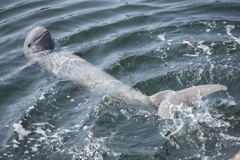 delfinul Irrawaddy